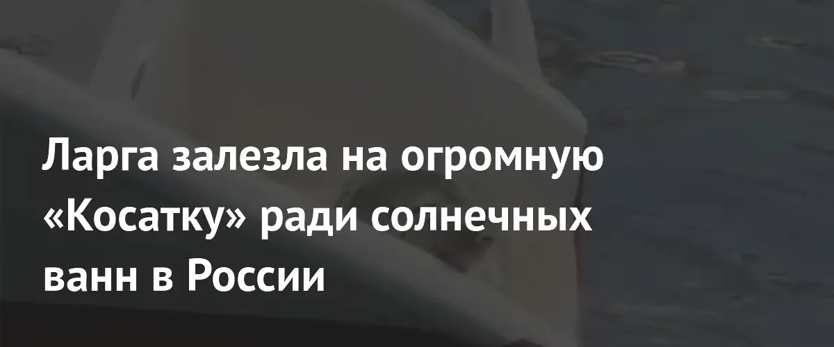 На Камчатке ларга решила устроить себе солнечные ванны на катамаране