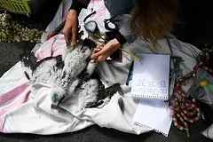 На Камчатке построят масштабный центр реабилитации диких животных и медведей
