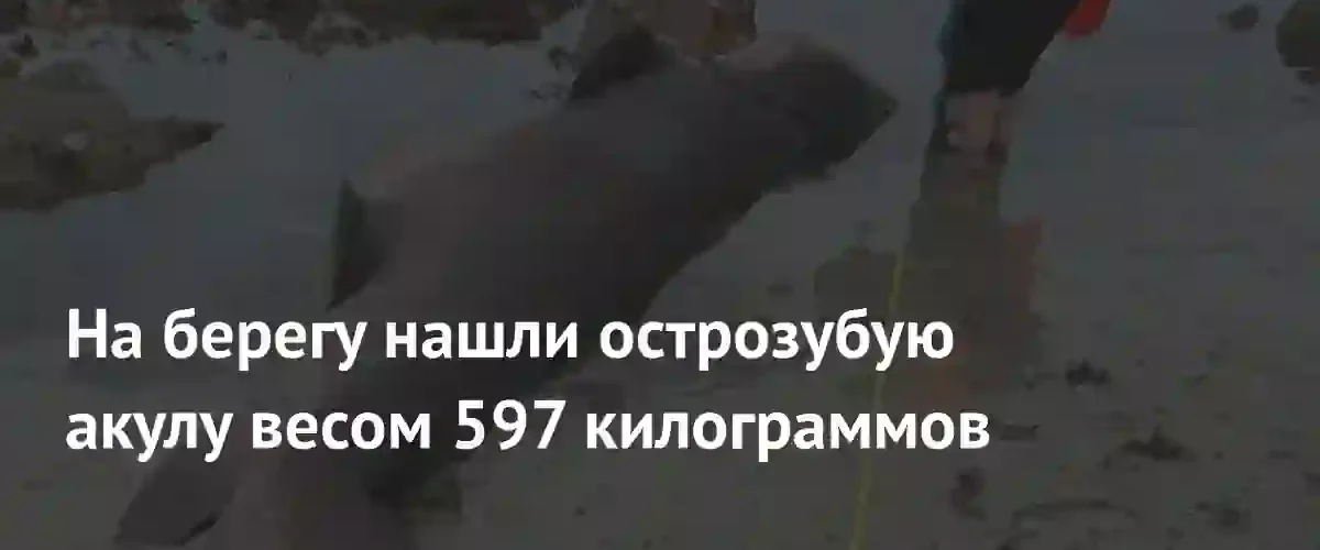 На острове Джерси впервые обнаружили редкую крупную острозубую песчаную акулу