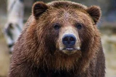 В Забайкальском крае введен режим повышенной готовности из-за медведей