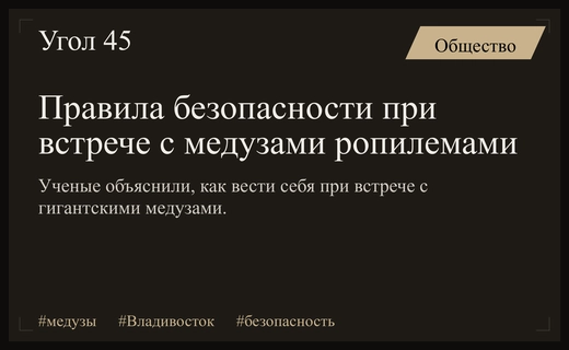 Как безопасно встретить гигантских медуз ропилем у берегов Владивостока
