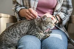 Как подготовить домашних питомцев к осени: важные рекомендации ветеринарных экспертов