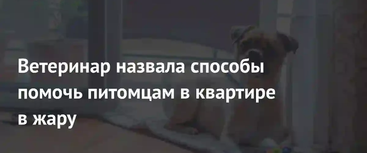 Как защитить домашних питомцев от перегрева в жаркую погоду: советы ветеринара