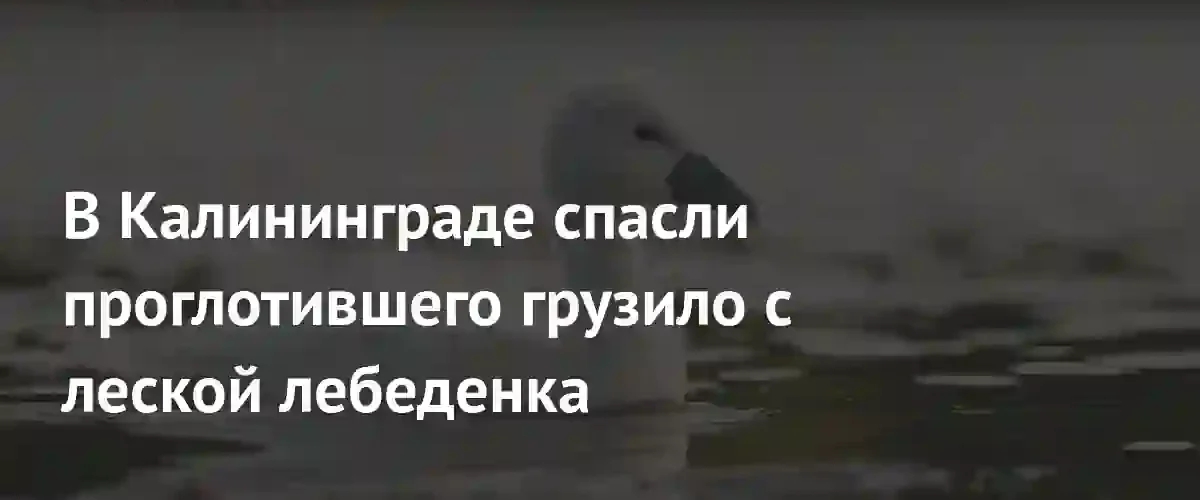 В Калининграде волонтеры спасли птенца лебедя от рыболовного грузила