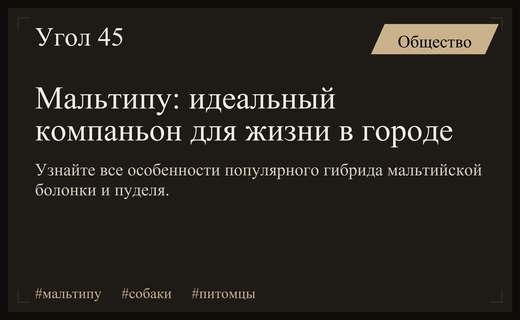 Мальтипу: почему этот гибридный очаровательный питомец становится идеальным компаньоном