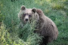 Нападение медведя на пенсионера в Бурятии спровоцировало массовую активность хищников
