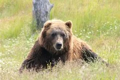 Нападение медведя на пожилого рыбака в Иркутской области закончилось ранениями
