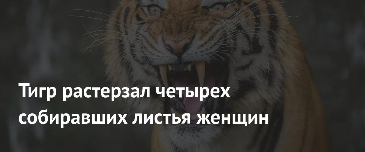 Нападение тигра в индийском штате Махараштра унесло жизни четырех женщин