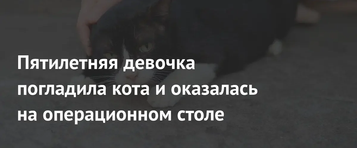 В Барнауле пятилетняя девочка попала на операцию после укуса кота