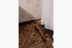 Нашествие божьих коровок парализовало жизнь жительницы одного из регионов Алтая