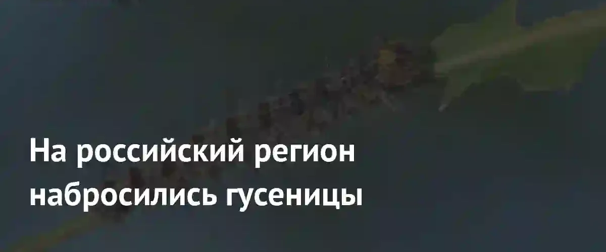 Нашествие гусениц непарного шелкопряда угрожает лесам в Курганской области