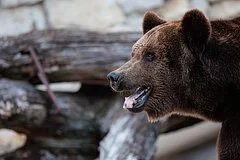 Массовая ликвидация медведей на Алтае после трагического нападения на туристку