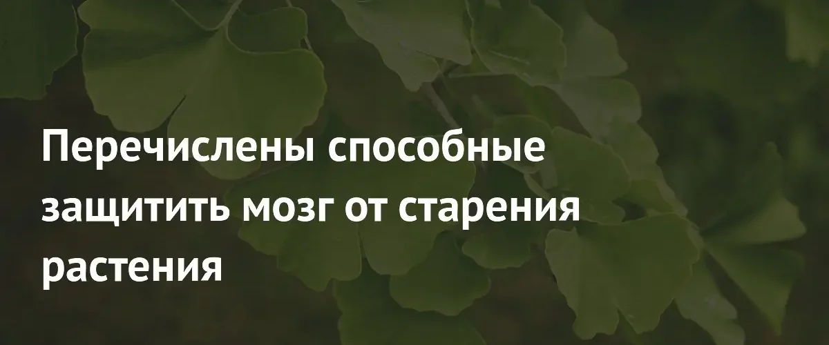 Ученые назвали растения, способные защитить мозг от возрастных изменений
