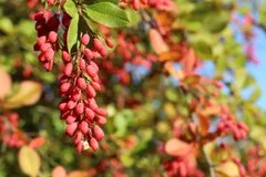 Ученые обнаружили природное вещество берберин для борьбы с ожирением печени