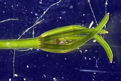 Ученые обнаружили редкую краснокнижную водоросль в Ярославской области спустя полвека