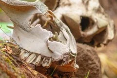 Ученые обнаружили уникальное погребение воина-всадника с золотой монетой