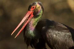 Редчайший черный аист был замечен в горах Сочи во время перелета