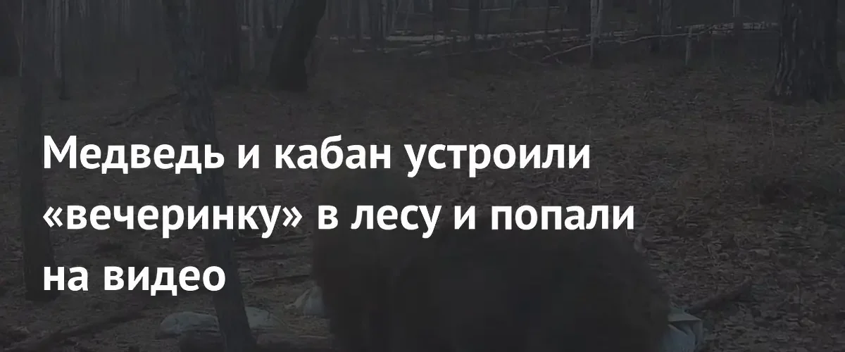 Редкие кадры из Амурской области: медведь и кабан мирно ужинают вместе