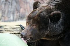 Медведь напугал жителей Петропавловска-Камчатского, появившись возле школы и детского сада
