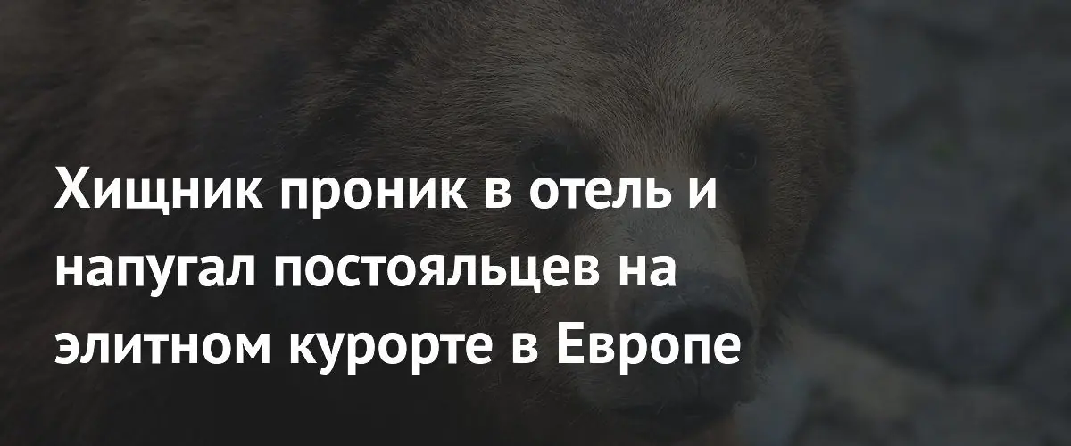 Медведь выломал дверь и устроил переполох в элитном отеле Румынии