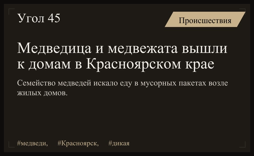 Медведица с медвежатами вышла к жилым домам в Красноярском крае