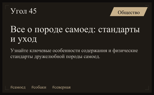 Легендарный самоед: секреты выживания и особенности ухода за северной собакой