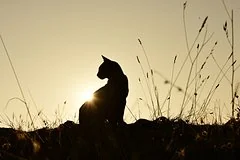 Нелепая ошибка привела к трехдневному удержанию чужого кота в заложниках