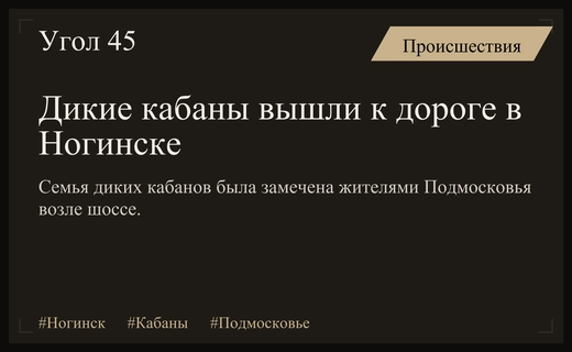 Семейство диких кабанов появилось на обочинах дорог в Ногинске