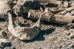 Семилетний мальчик нашел зубы и помог раскрыть тайну кораблекрушения