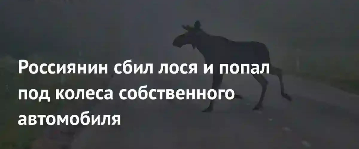 В Ленинградской области водитель погиб после столкновения с лосем и собственным авто