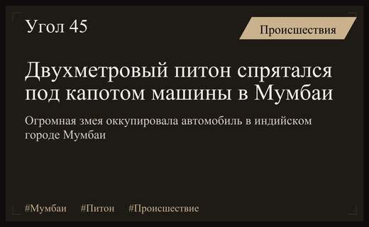 Неожиданная находка в Мумбаи: двухметровый питон оккупировал моторный отсек автомобиля