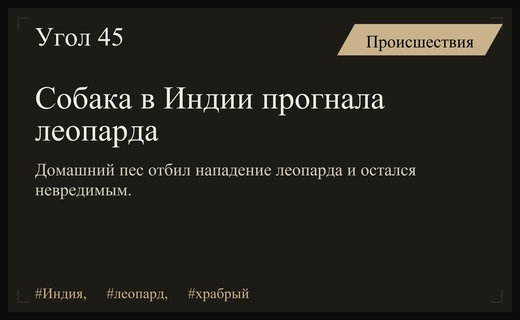 Героическая собака в Индии отбила нападение леопарда на частную территорию