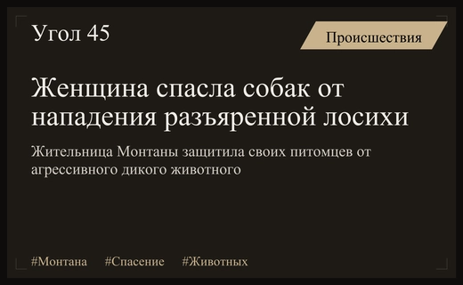 Героический поступок жительницы Монтаны: женщина защитила собак от нападения лосихи