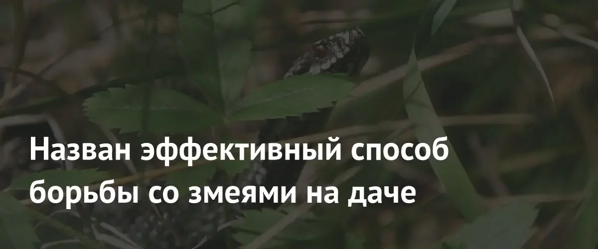 Герпетолог назвал самый эффективный способ избавления от змей на даче