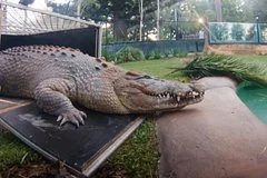 Беспредел в Перте: двое подростков напали на крокодила в зоопарке