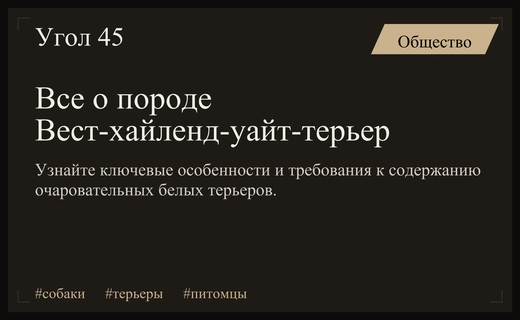 Вест-хайленд-уайт-терьер: идеальный баланс между охотничьим азартом и домашним уютом