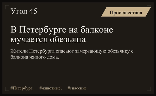 Жестокое обращение с животным: в Петербурге на балконе замерзает обезьянка