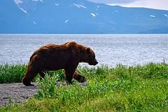 В Петропавловске-Камчатском введен режим повышенной готовности из-за участившихся выходов медведей