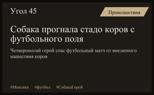 Четвероногий герой: собака спасла футбольный матч от нашествия коров в Мексике