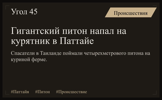 Четырехметровый питон устроил охоту на куриной ферме в Паттайе