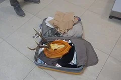 Неудачный сувенир: российский турист задержан в аэропорту за попытку вывоза черепа косули