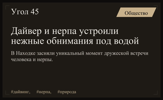 Невероятная подводная встреча дайвера и нерпы в Приморском крае вызвала восторг