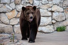 Безопасность превыше всего: в Байкальске организуют спецтранспорт для избирателей из-за медведей