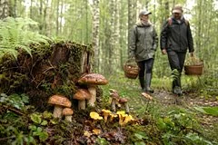 Безопасность в лесу: эксперты советуют грибникам выбирать яркую одежду вместо камуфляжа