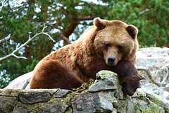 Незваный гость на крыше: буйный медведь терроризирует жителей красноярского садового товарищества