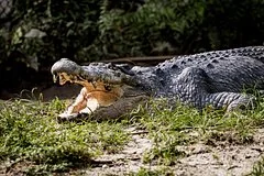 Угандиец спасся от крокодила, бросив рюкзак в морду хищнику