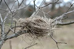 Агрессивные вороны в Сингапуре мстят прохожим за разрушенное гнездо