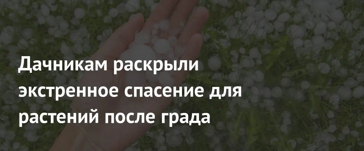 Агроном рассказал как спасти дачные растения после удара града