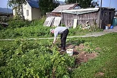 Агрономы предупреждают дачников о необходимости срочного сбора урожая картофеля
