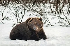Угроза зимнего сезона: в России прогнозируют резкий рост числа медведей-шатунов